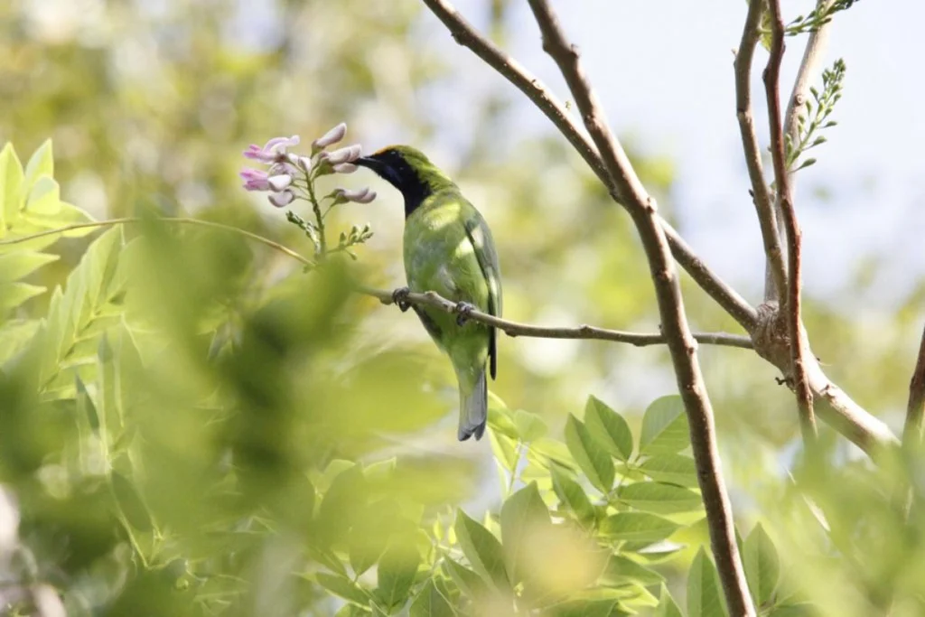 Kerala Birds, Kerala Bird Tour, Kerala wildlife Tourism, Silentvalley Birds