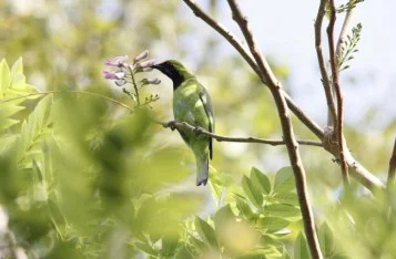 Kerala Birds, Kerala Bird Tour, Kerala wildlife Tourism, Silentvalley Birds