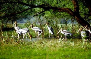 Kumarakom Bird Sanctuary, Kumarakom Birds