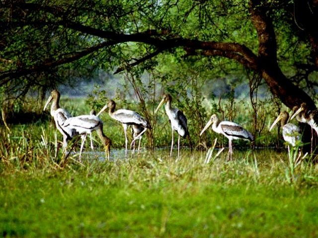 Kumarakom Bird Sanctuary, Kumarakom Birds