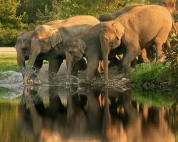 Mudumalai Safari, Mudumalai Elephants, Indian Wild Elephants Kerala